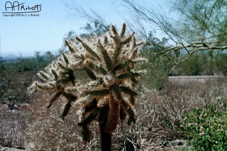 Cactus Garden 2.jpg - The fuzzy stuff are needles.